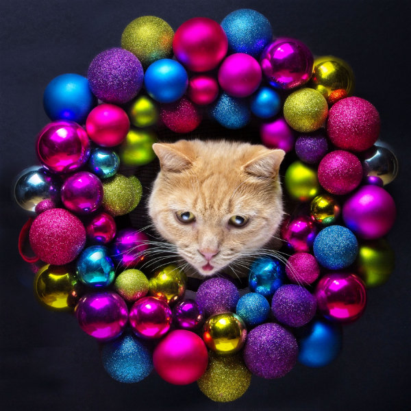 Braun-rötliche Katze schaut durch einen bunten Weihnachtskranz